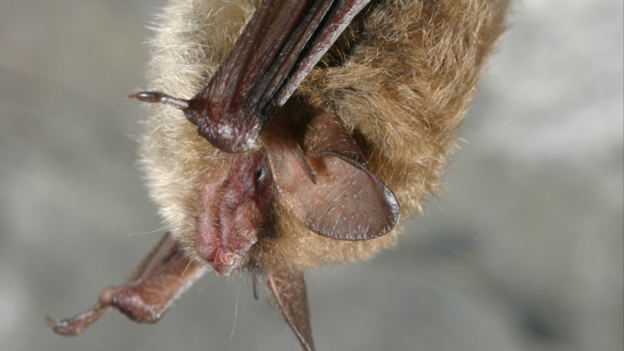Don’t Wing Your Environmental Stewardship: Helping the Northern Long-Eared Bat Hang in There