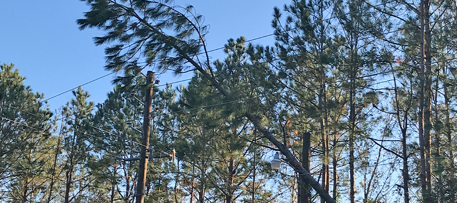 Trees pictured leaning on utility lines to represent the critical role of UVM in emergency preparedness.