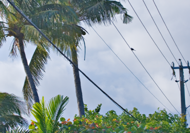Case Study: Transforming Vendor Support into a Strategic Partnership for SECO Energy