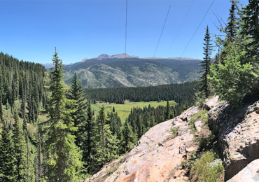 Understanding Tree Risk Assessment in Utility Vegetation Management