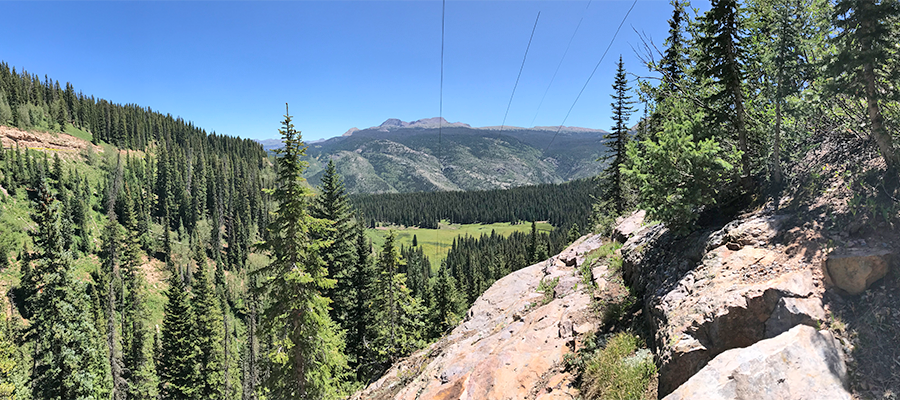 Understanding Tree Risk Assessment in Utility Vegetation Management