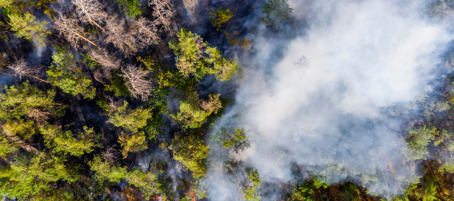 Utility Wildfire Risk Management: When Risk Becomes Liability